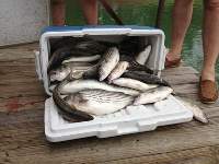 Lake_Texoma_Striper_Fishing_Photo