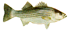 A Striped Bass