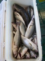 Lake Texoma Striper Fishing Photo