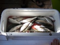 Lake Texoma Striper Fishing Photo