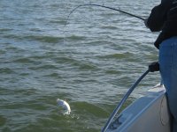 Lake Texoma Striper Fishing Photo