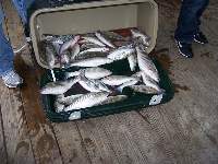 Lake Texoma Striper Fishing Photo