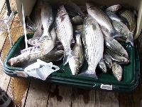 Lake Texoma Striper Fishing Photo