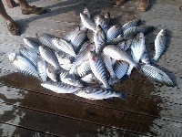 Lake Texoma Striper Fishing Photo