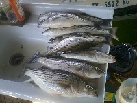 Lake Texoma Striper Fishing Photo