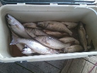 Lake Texoma Striper Fishing Photo