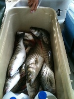 Lake Texoma Striper Fishing Photo