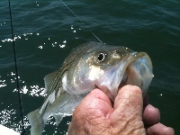 Lake Texoma Striper Fishing Photo