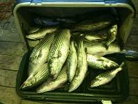 Lake Texoma Striper Fishing Photo