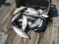 Lake Texoma Striper Fishing Photo