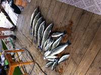 Lake Texoma Striper Fishing Photo