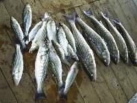 Lake Texoma Striper Fishing Photo