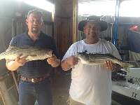 Lake Texoma Striper Fishing Photo